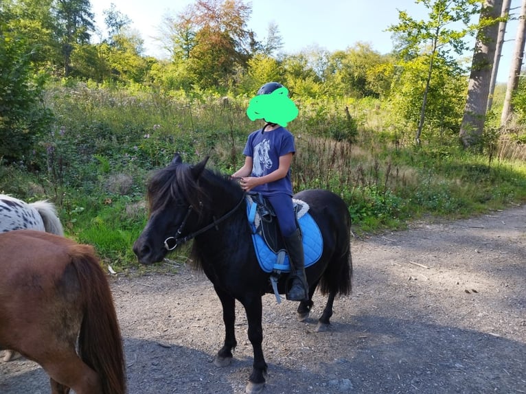 Kuce szetlandzkie Wałach 8 lat 100 cm Ciemnogniada in Nümbrecht