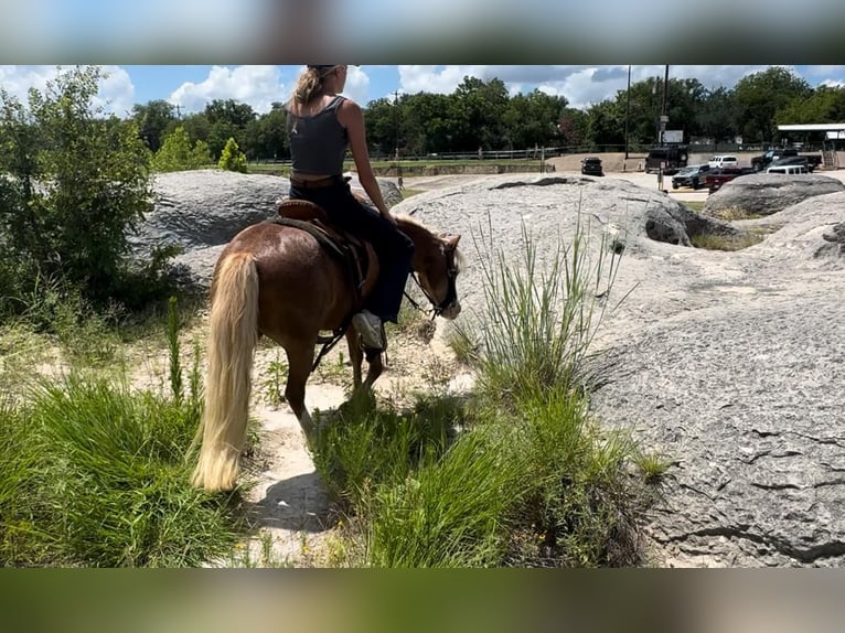 Kuce szetlandzkie Mix Wałach 8 lat 102 cm Kasztanowatodereszowata in Granbury, TX