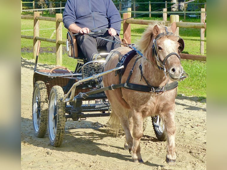 Kuce szetlandzkie Wałach 8 lat 113 cm Tarantowata in Halle