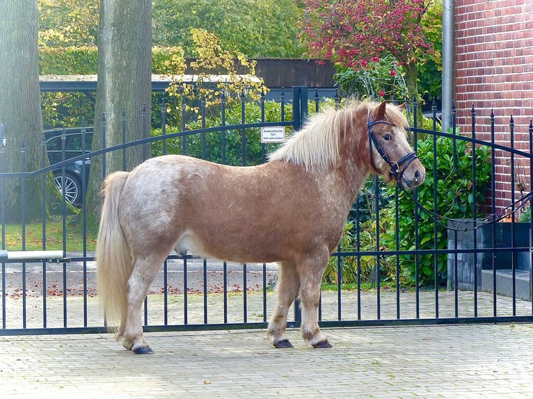 Kuce szetlandzkie Wałach 8 lat 113 cm Tarantowata in Halle