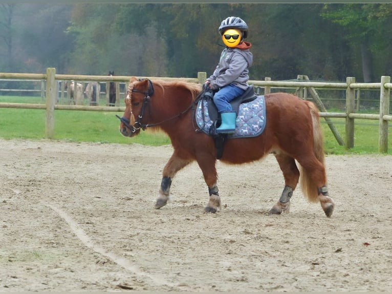 Kuce szetlandzkie Wałach 8 lat 94 cm Kasztanowata in Halle