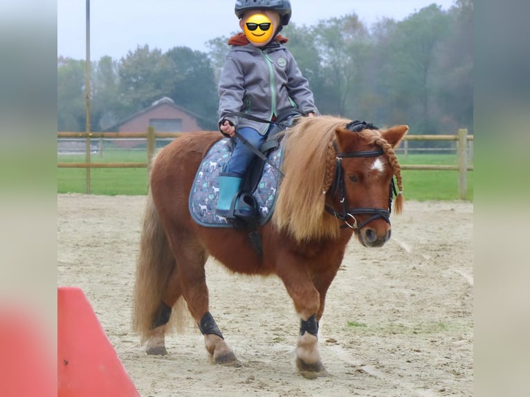 Kuce szetlandzkie Wałach 8 lat 94 cm Kasztanowata in Halle