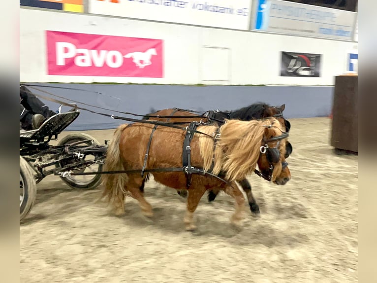 Kuce szetlandzkie Wałach 8 lat 94 cm Kasztanowata in Halle