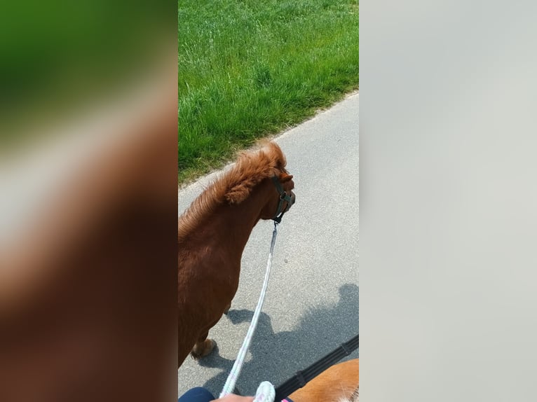 Kuce szetlandzkie Wałach 8 lat Kasztanowata in Schöffengrund