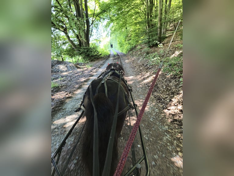 Kuce szetlandzkie Wałach 9 lat 100 cm Kara in Eslohe