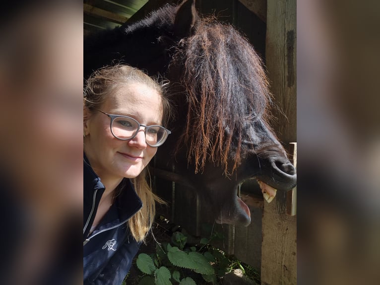 Kuce szetlandzkie Wałach 9 lat 100 cm Kara in Eslohe