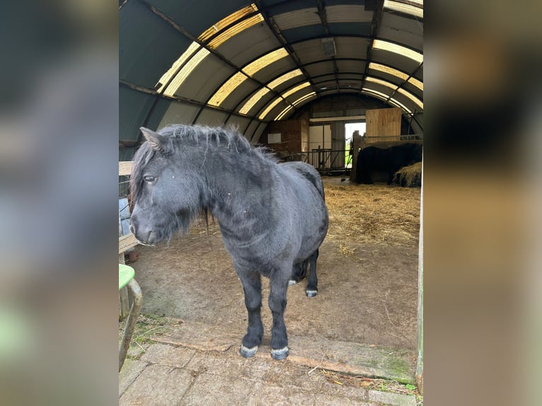 Kuce szetlandzkie Wałach 9 lat 106 cm Kara in Hazerswoude Rijndijk