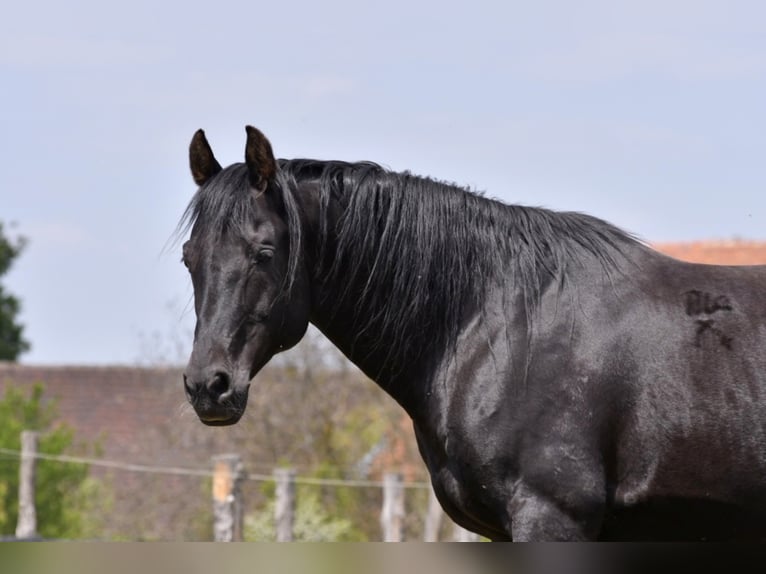 KUHAILAN AFAS I/CZ - ORKÁN Shagya Arabian Stallion Black in Plzen