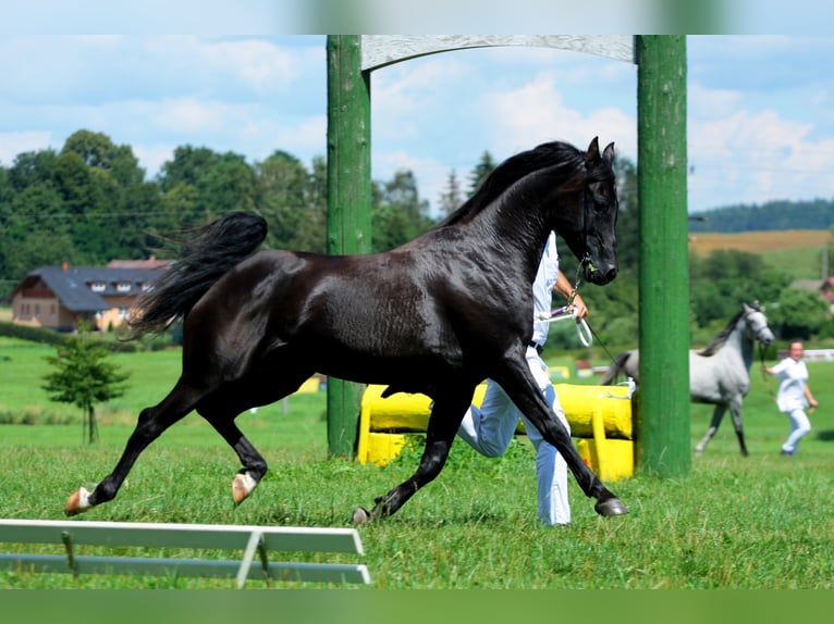 KUHAILAN AFAS I/CZ - ORKÁN Shagya Arabian Stallion Black in Plzen