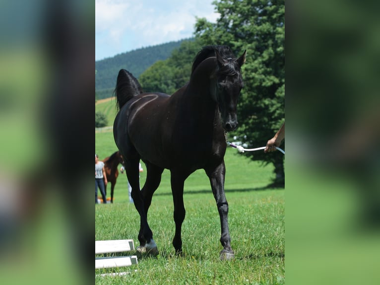 KUHAILAN AFAS I/CZ - ORKÁN Arabo Shagya Stallone Morello in Plzen