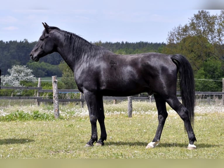 KUHAILAN AFAS I/CZ - ORKÁN Arabo Shagya Stallone Morello in Plzen
