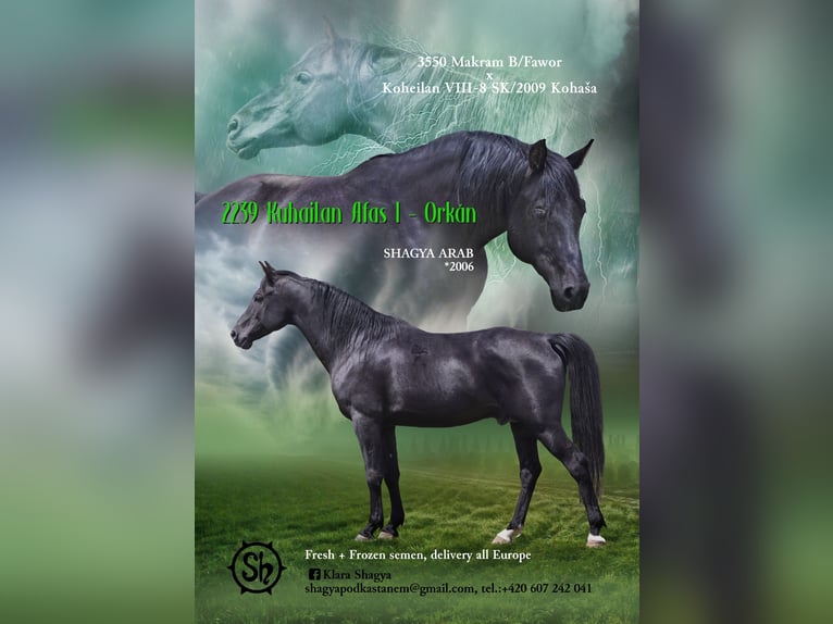 KUHAILAN AFAS I/CZ - ORKÁN Arabo Shagya Stallone Morello in Plzen