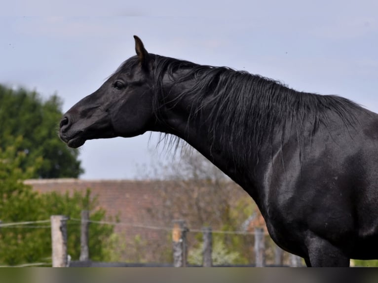 KUHAILAN AFAS I/CZ - ORKÁN Arabo Shagya Stallone Morello in Plzen