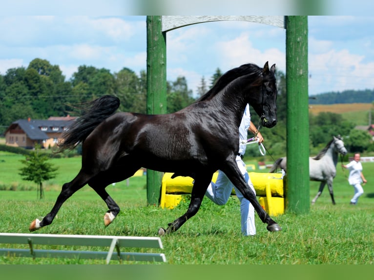 KUHAILAN AFAS I/CZ - ORKÁN Shagya Arabian Stallion in Plzen