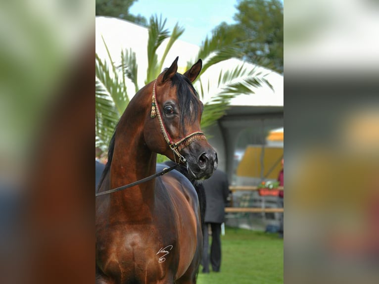 Kunar T Arabian horses Stallion Brown in Visselhövede