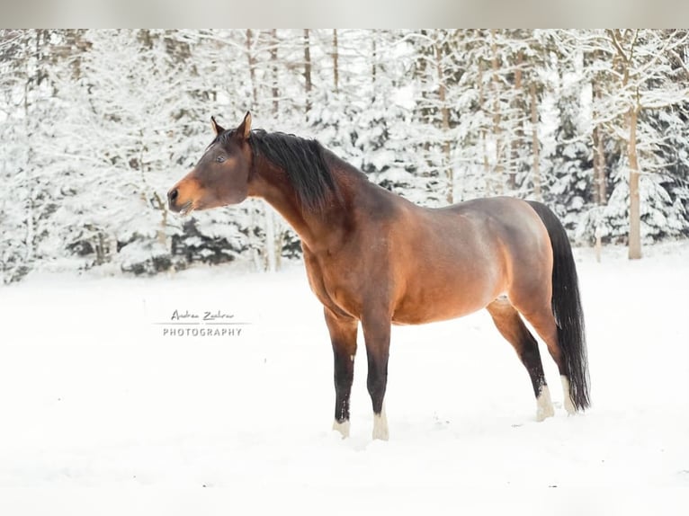 Kunar T Arabian horses Stallion Brown in Visselhövede