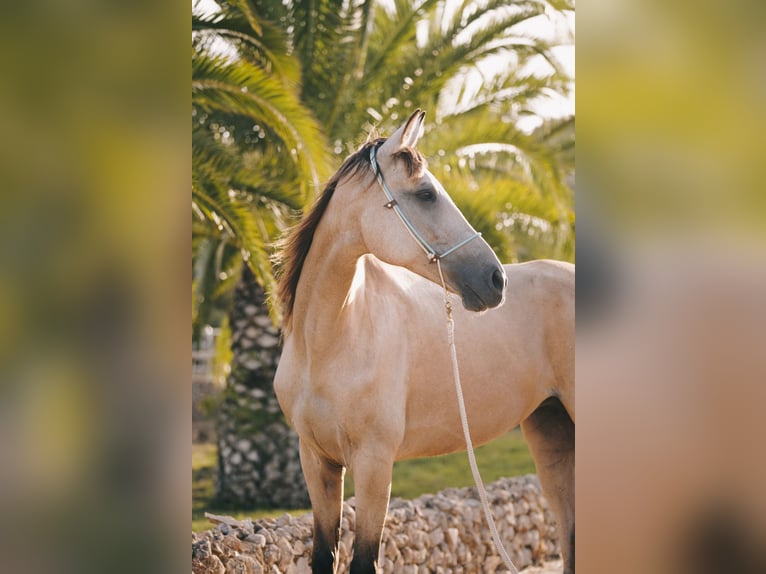 Kłusak amerykański (Standardbred) Klacz 10 lat 159 cm Jelenia in Heitersheim