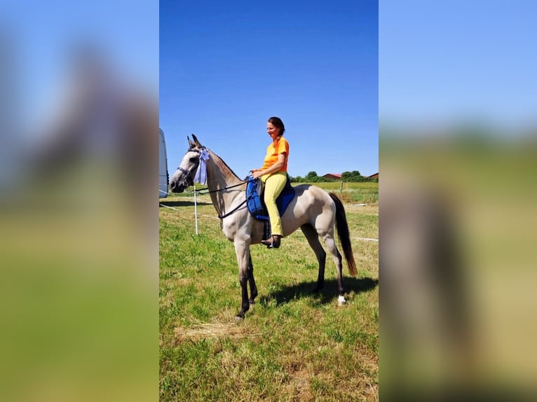 Kłusak amerykański (Standardbred) Klacz 10 lat 159 cm in Heitersheim