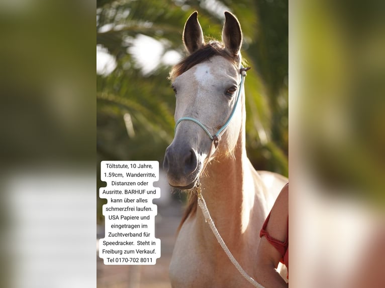Kłusak amerykański (Standardbred) Klacz 10 lat 159 cm in Heitersheim