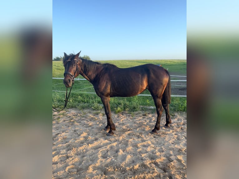Kłusak amerykański (Standardbred) Klacz 19 lat 165 cm Ciemnogniada in Vilnius