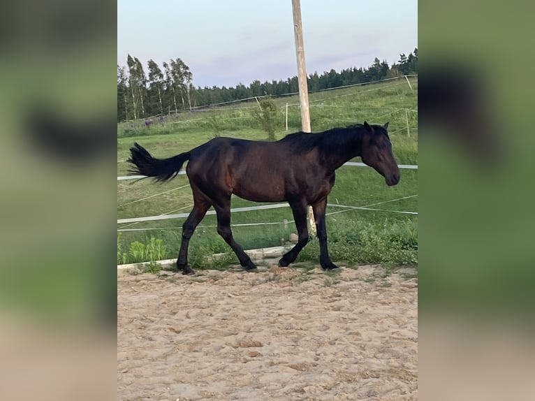 Kłusak amerykański (Standardbred) Klacz 19 lat 165 cm Ciemnogniada in Vilnius