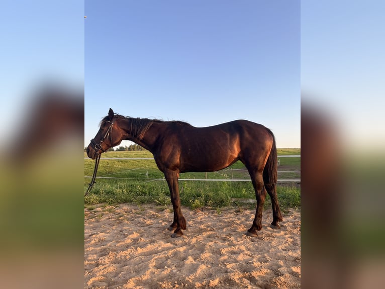 Kłusak amerykański (Standardbred) Klacz 19 lat 165 cm Ciemnogniada in Vilnius