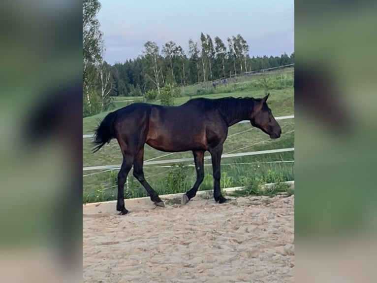 Kłusak amerykański (Standardbred) Klacz 19 lat 165 cm Ciemnogniada in Vilnius