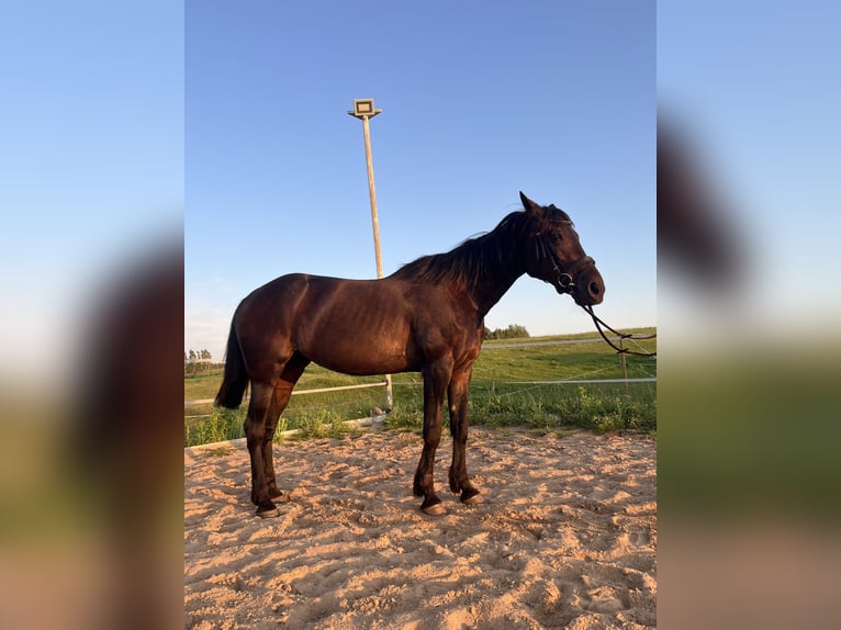 Kłusak amerykański (Standardbred) Klacz 19 lat 165 cm Ciemnogniada in Vilnius
