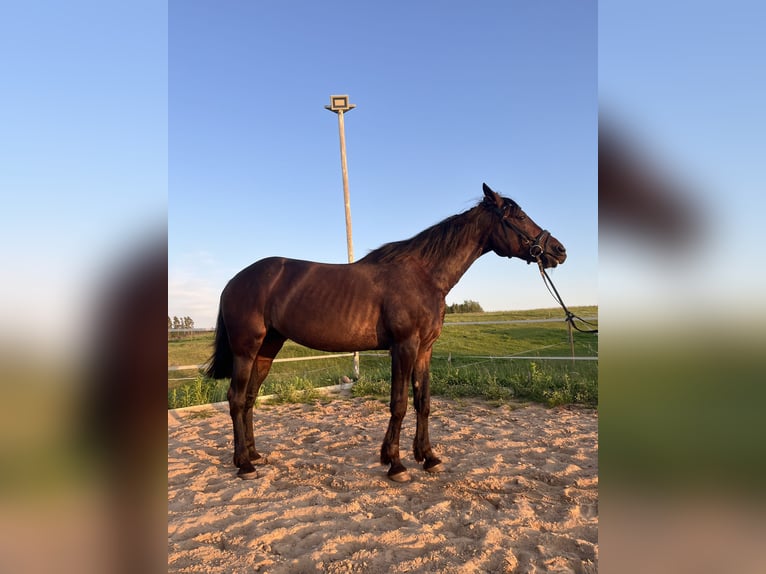 Kłusak amerykański (Standardbred) Klacz 19 lat 165 cm Ciemnogniada in Vilnius