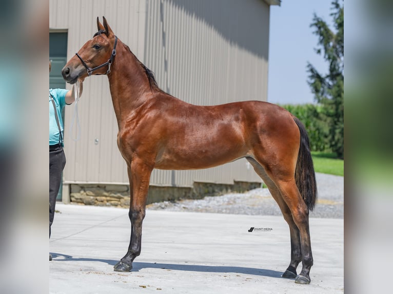 Kłusak amerykański (Standardbred) Klacz 2 lat 147 cm Gniada in Narvon