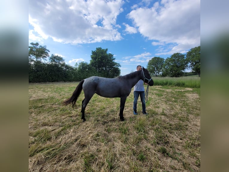 Kłusak amerykański (Standardbred) Klacz 4 lat 139 cm Karodereszowata in Heitersheim