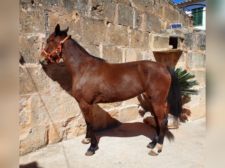 Kłusak amerykański (Standardbred) Klacz 5 lat  in Llucmajor