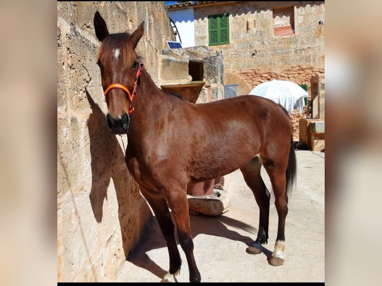 Kłusak amerykański (Standardbred) Klacz 5 lat  in Llucmajor