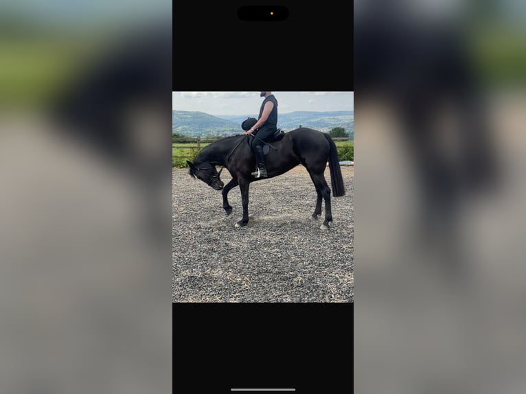 Kłusak amerykański (Standardbred) Klacz 6 lat 163 cm Gniada in Calderdale