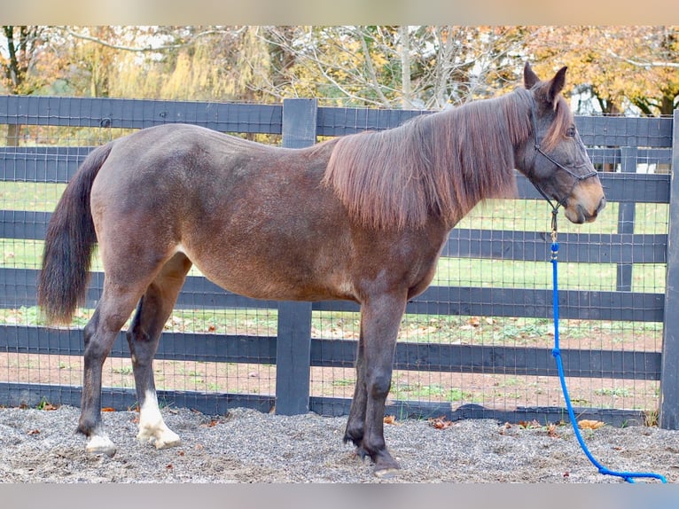 Kłusak amerykański (Standardbred) Klacz 8 lat Gniada in Collegeville
