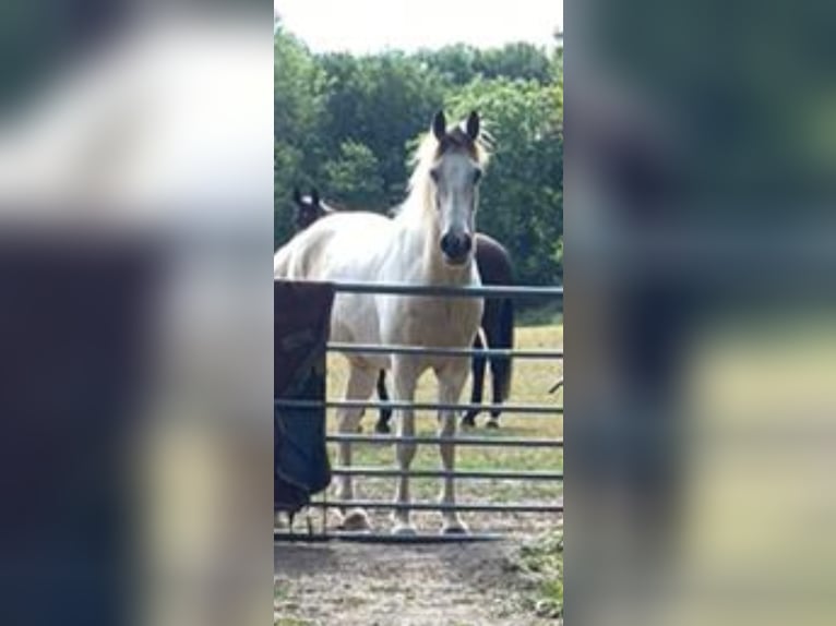 Kłusak amerykański (Standardbred) Mix Wałach 8 lat Tobiano wszelkich maści in Surrey