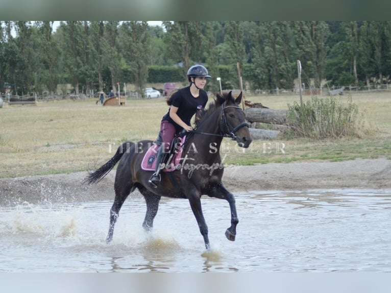 Kłusak francuski Klacz 10 lat 162 cm Ciemnogniada in Werder