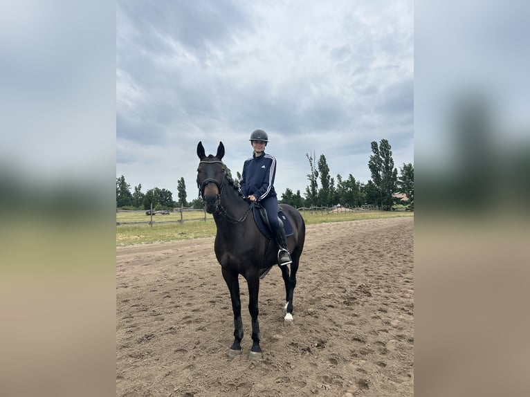 Kłusak francuski Klacz 10 lat 162 cm Ciemnogniada in Werder