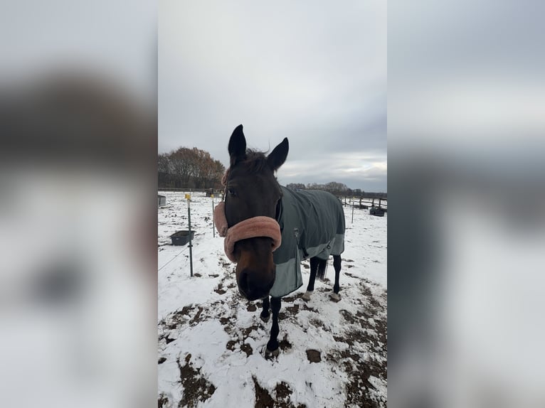 Kłusak francuski Klacz 10 lat 162 cm Ciemnogniada in Werder