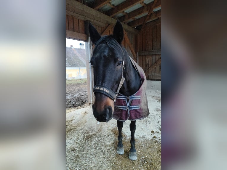 Kłusak francuski Klacz 12 lat 162 cm Ciemnogniada in Gmünd