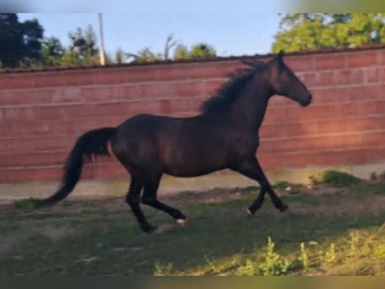 Kłusak francuski Klacz 19 lat 155 cm Gniada in Otzberg