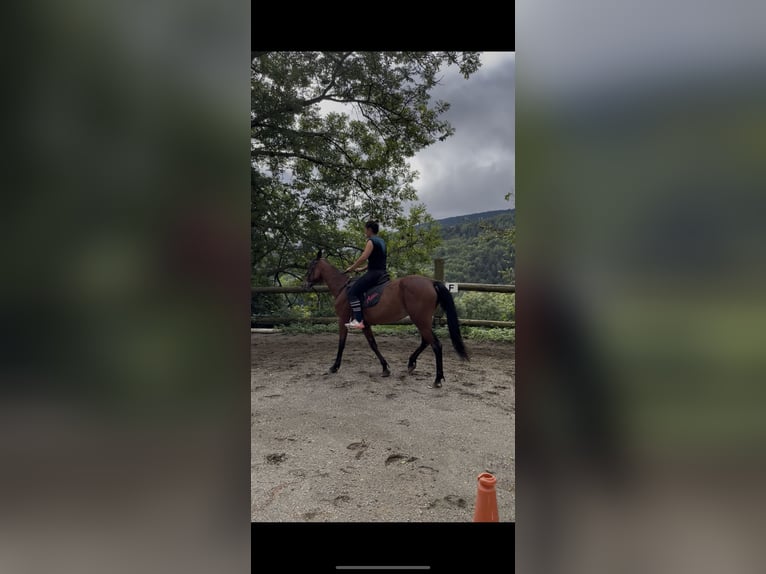 Kłusak francuski Klacz 23 lat 167 cm Gniada in Llanars