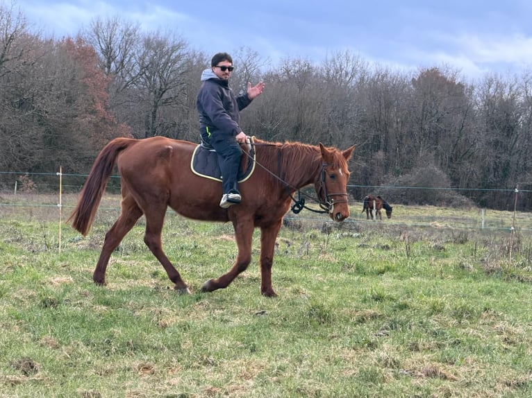 Kłusak francuski Klacz 24 lat 164 cm Kasztanowata in Montmorillon