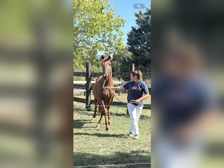 Kłusak francuski Klacz 3 lat 160 cm Kasztanowata in Lunel-Viel
