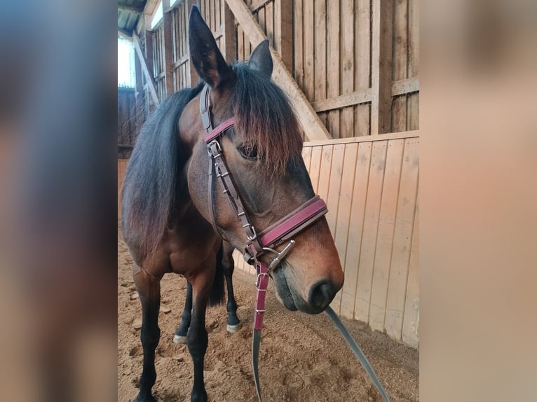 Kłusak francuski Klacz 4 lat 155 cm Gniada in L&#xFC;neburg