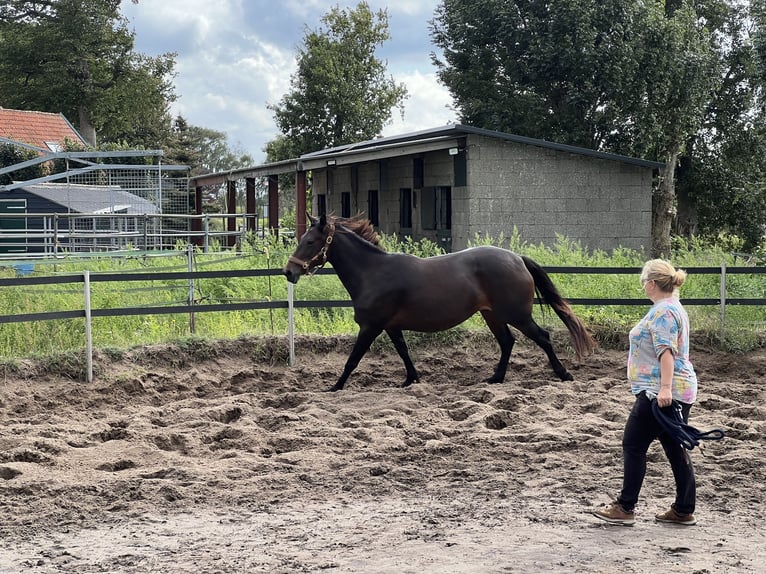 Kłusak francuski Mix Klacz 5 lat 160 cm Ciemnogniada in Hilversum
