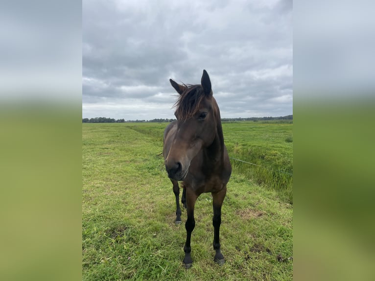 Kłusak francuski Mix Klacz 5 lat 160 cm Ciemnogniada in Hilversum