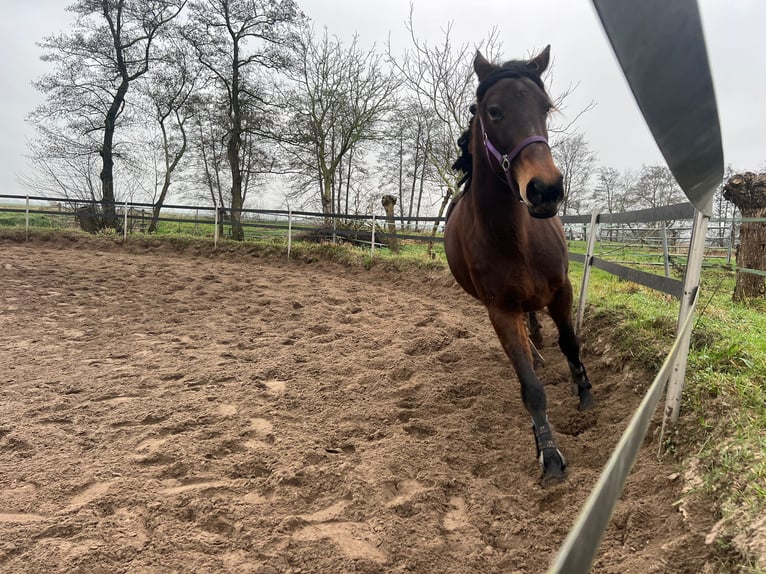 Kłusak francuski Mix Klacz 5 lat 160 cm Ciemnogniada in Hilversum