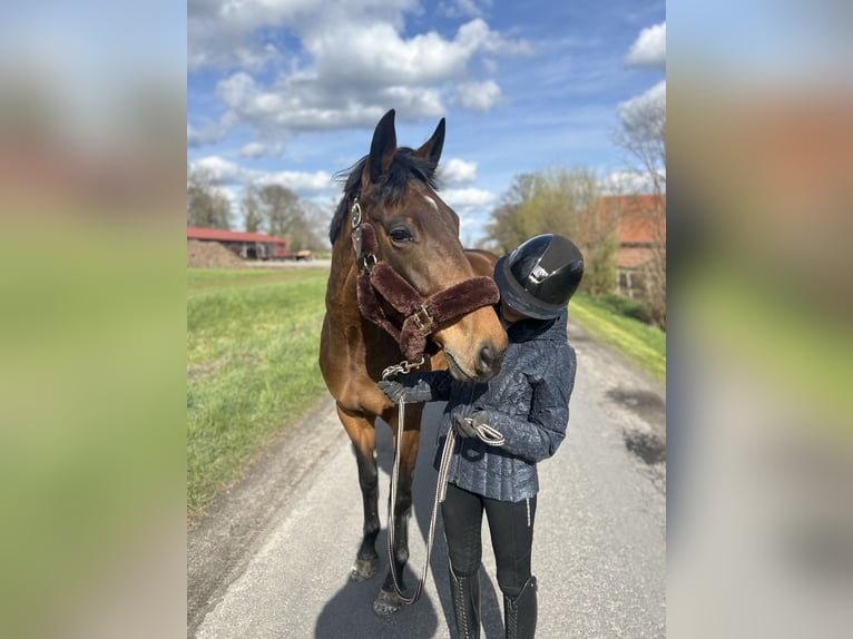 Kłusak francuski Klacz 5 lat 165 cm Gniada in Beckum