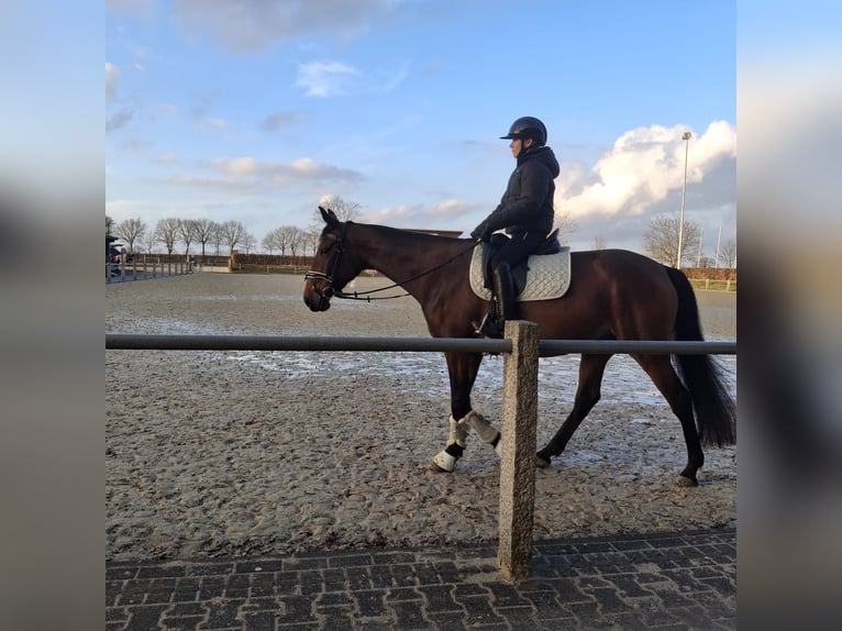 Kłusak francuski Klacz 5 lat 165 cm Gniada in Beckum